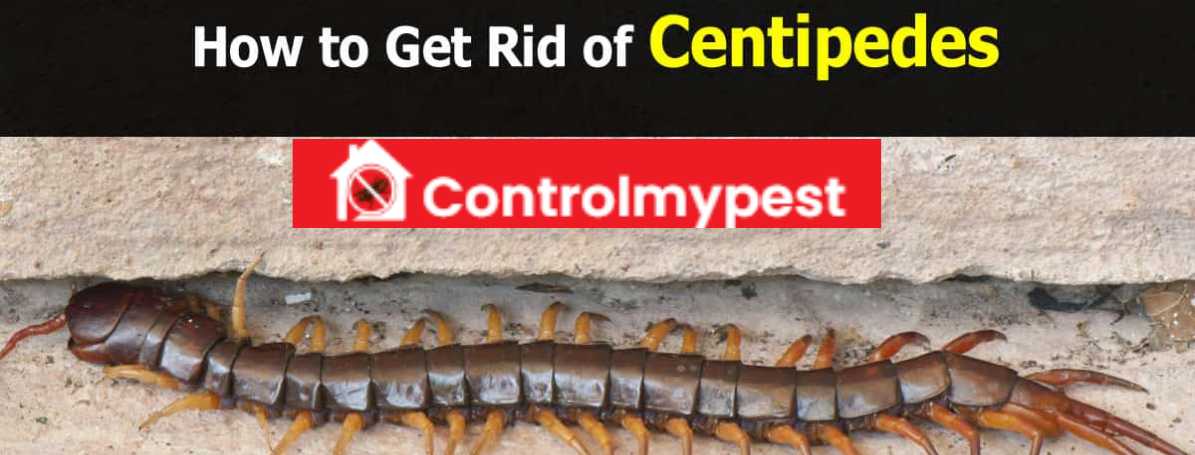 remove centipedes, tips to control centipedes, get rid of centipedes